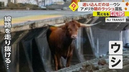 駅の線路を走り抜ける“ウシ”　朝のラッシュ時に電車遅延　食肉処理場から逃げ出したか　米・ニュージャージー州