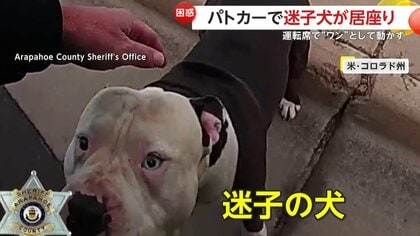 「運転するからどいてくれ！」迷子犬がパトカーに居座り…運転席で“ワン”として動かず　警察官もお手上げ　アメリカ・コロラド州