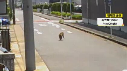 専門家は“オスの離れ猿”の可能性指摘…名古屋で目撃情報相次ぐ『猿』下校時に教員等が付き添う小学校も