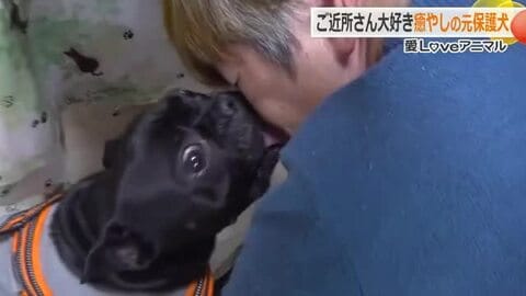 顔をペロペロ…伝われ、この愛！　2度捨てられた元保護犬のフレンチブルドッグ　大好きな車いすの女性宅に通い詰め　福井　　　