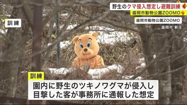 野生のクマ侵入想定し避難訓練 盛岡市動物公園ＺＯＯＭＯ 2023年園内に