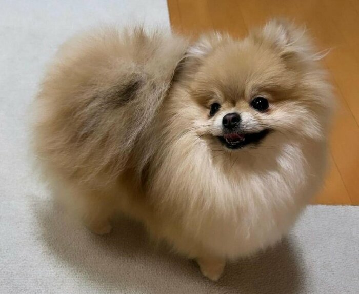 ふわふわななごみちゃん