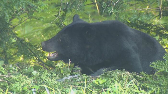 わなにかかったクマ
