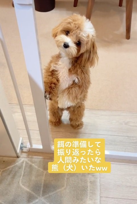 2022年のちゃちゃまるちゃん