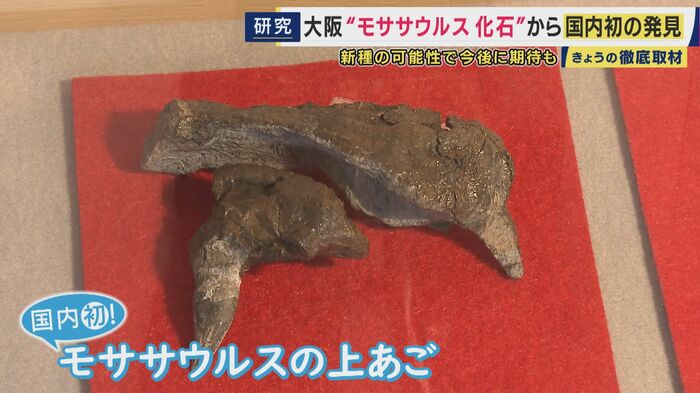 モササウルスの上あごの化石