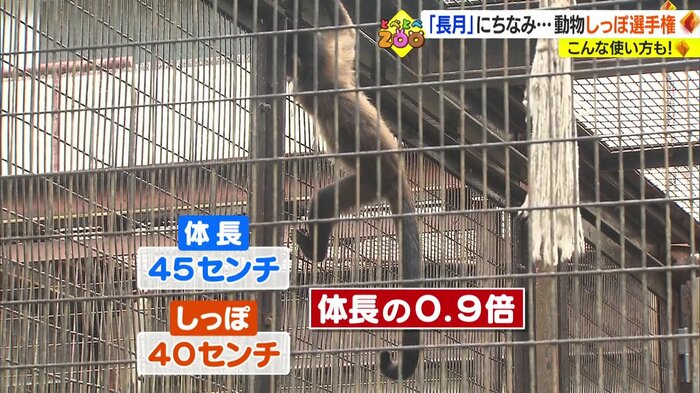 体としっぽの長さがほぼ同じのフサオマキザル
