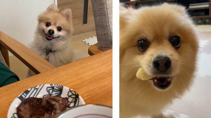 にんじゃくんは人間の食べ物に興味を持ったり(左)、バナナ泥棒になることも