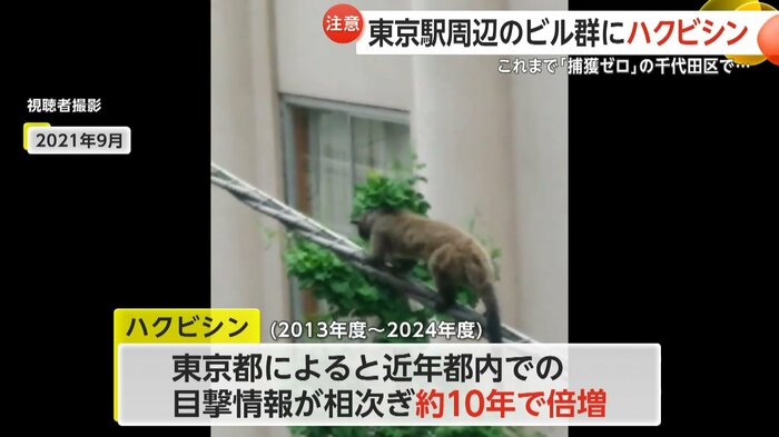 東京都でのハクビシンの目撃情報は約10年で倍増した
