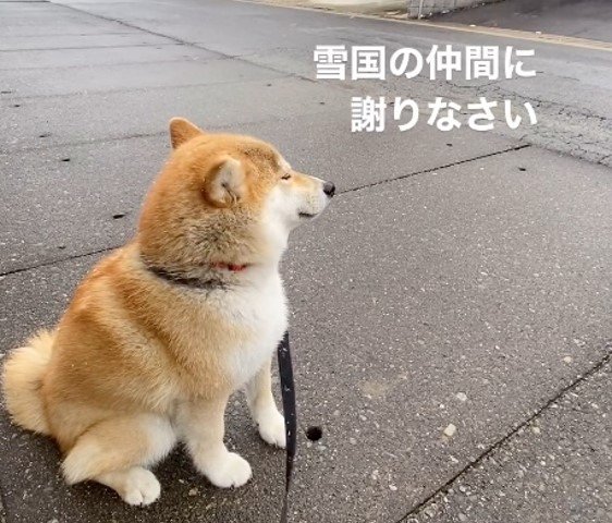 アタシ無理…(提供:柴犬こむぎさん)