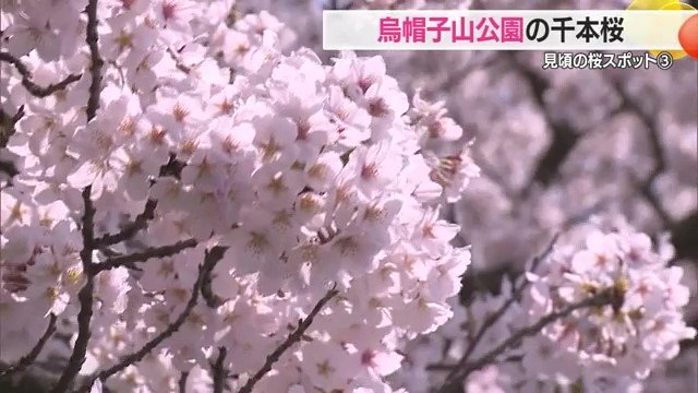 25種類約1000本の桜が咲き誇り「日本のさくら名所100選」にも選ばれている