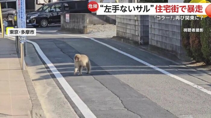 人のすぐそばを慣れた様子で移動するサル