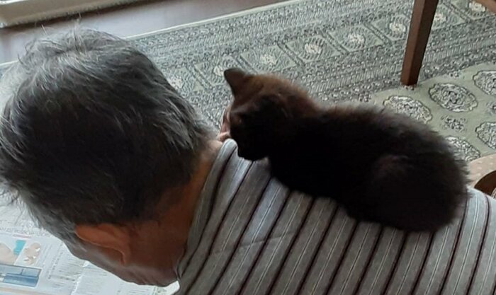 安定した様子で座る子猫