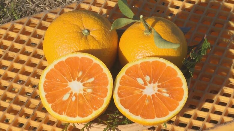 “幻のミカン”とも…三重県紀宝町で『市木オレンジ』の収穫が最盛期 夏ミカンと温州ミカンを交配させ爽やかな風味｜FNNプライムオンライン