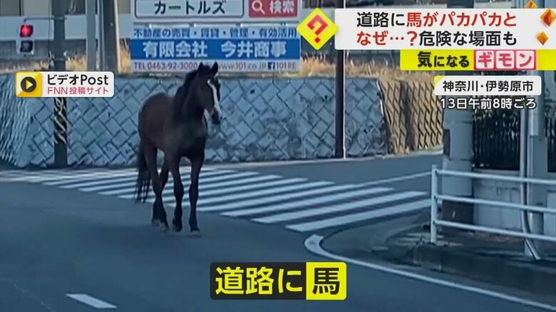 「え!?危ない危ない」馬が道路に…車が行き交う交差点を疾走　牧場から逃走　神奈川・伊勢原市｜FNNプライムオンライン
