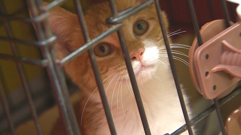 なぜ!?“保護猫”が急増…動物愛護センターが子猫の里親を募集「家族の一員として猫を迎えて…」【新潟発】｜FNNプライムオンライン