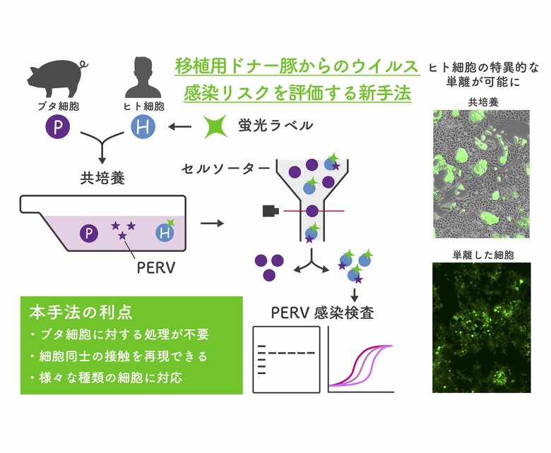 【摂南大学】移植用ドナー豚からのウイルス感染リスクを評価する新手法を開発