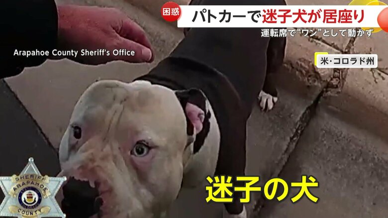 「運転するからどいてくれ！」迷子犬がパトカーに居座り…運転席で“ワン”として動かず　警察官もお手上げ　アメリカ・コロラド州｜FNNプライムオンライン