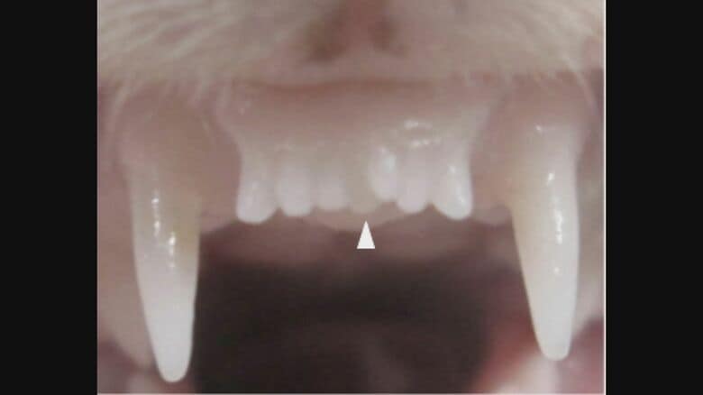 【速報】世界初「歯が生える薬」の治験開始「虫歯」で「永久歯」失っても安心の未来訪れる可能性｜FNNプライムオンライン