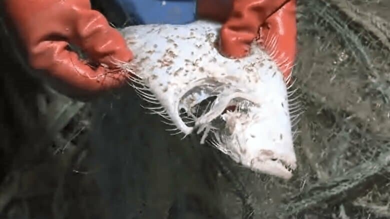 なぜ網にかかる魚が骨と皮に…？黒部川ダム排砂問題の不可解な事実｜FNNプライムオンライン