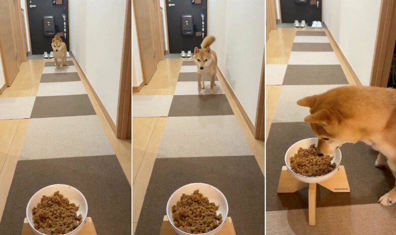 提供:豆柴 えだまめくんさん