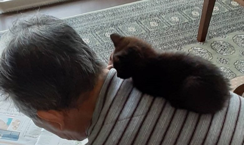 安定した様子で座る子猫