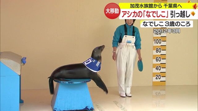 ユニフォームを着て芸を披露