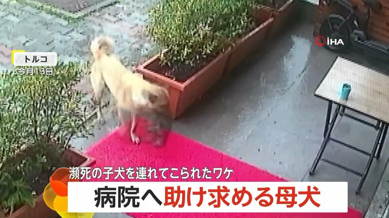 子犬をくわえた母犬が動物病院に現れ、獣医師によって保護される一部始終（3）