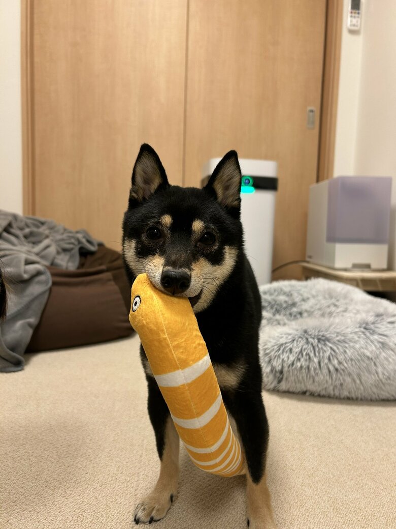 提供：豆柴ごま娘さん