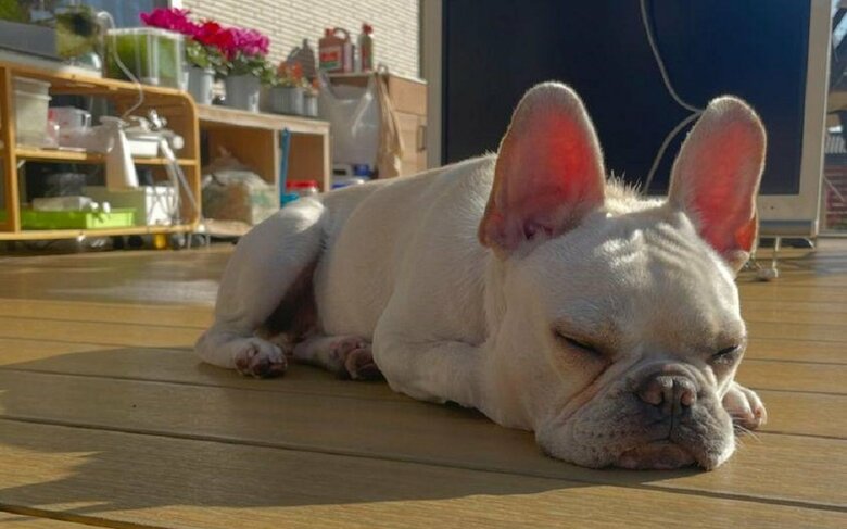 ひなたぼっこ中