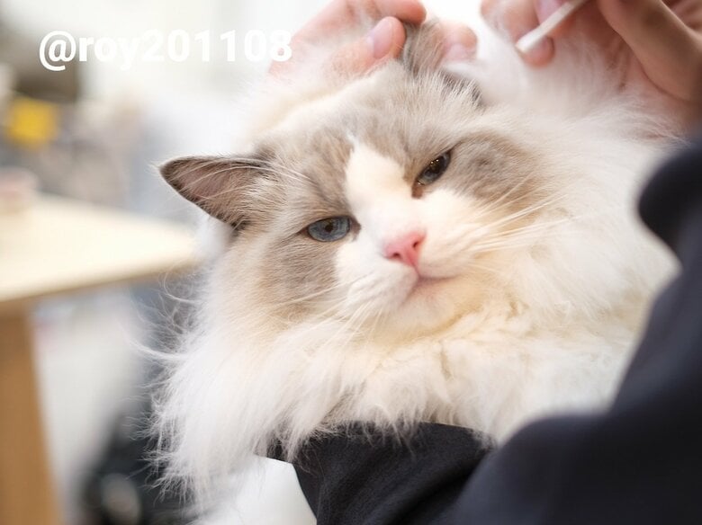 耳かき中（提供：ロイくん@roy201108さん）