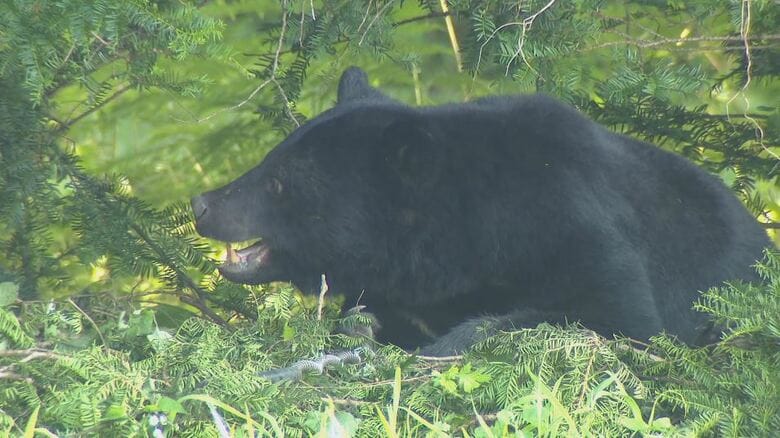 わなにかかったクマ