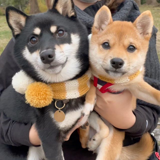 ばぁば手作りマフラー（提供：豆柴あさのんさん）