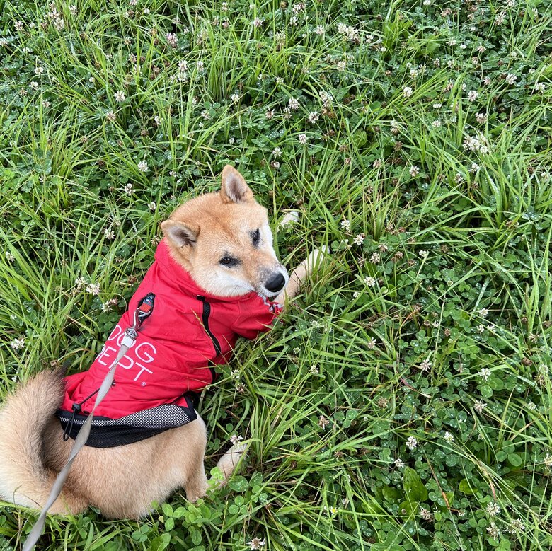 提供：柴犬まるやん日記さん