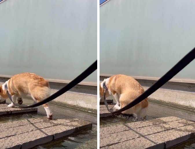 水没してもスイスイ歩くゴン太くん