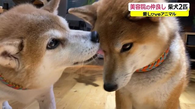 空ちゃんの毛繕いをする華ちゃん