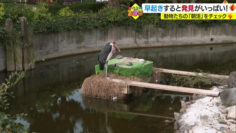 日中は隅に逃げているハゲコウ