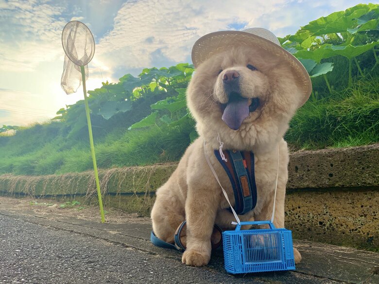 夏のくり蔵くん