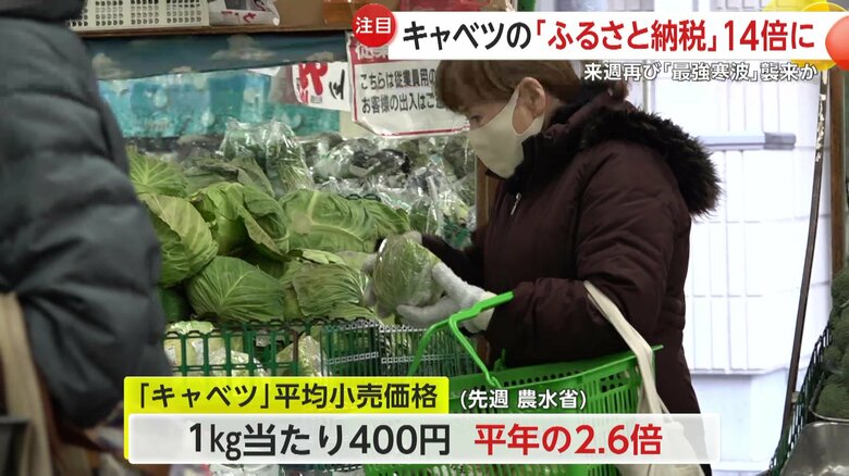 キャベツは値下がりの兆しも先週の平均小売価格は平年の2.6倍