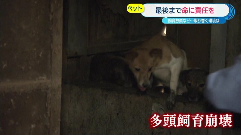 多頭飼育崩壊の現場