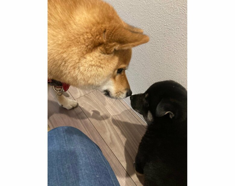 提供：小梅と小夏さん