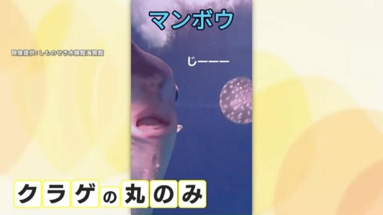 クラゲを丸のみするマンボウ