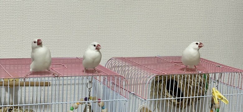 （左から）ところてんくん、つばきちゃん、なずなくん