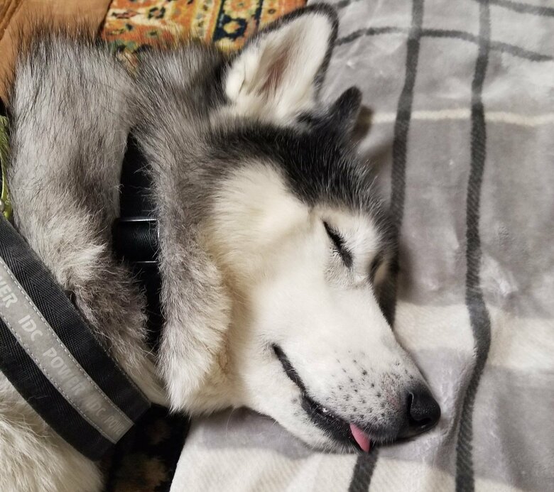 眠る時に舌が出るゆづくん