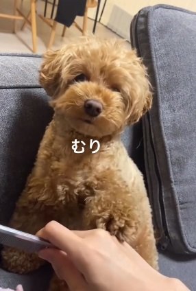 ブラッシングがイヤイヤなチャイちゃん