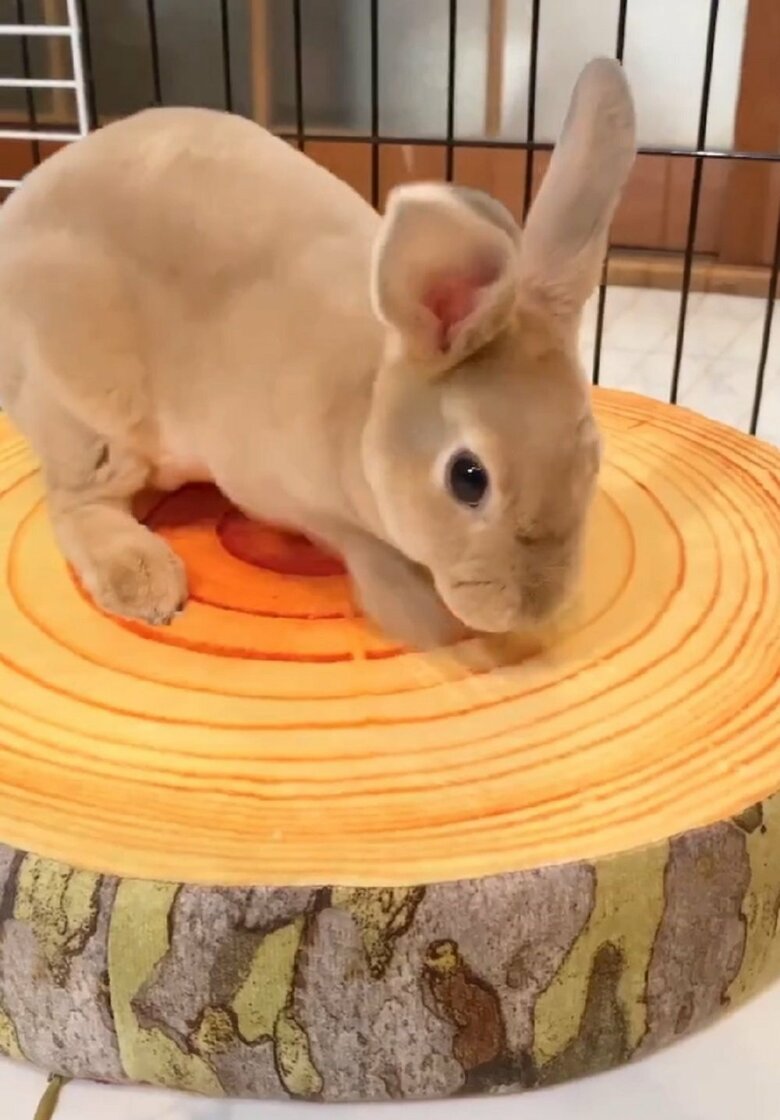 遊び中　ホリホリしている