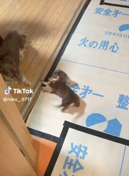 ルクちゃんの「遊んでアピール」