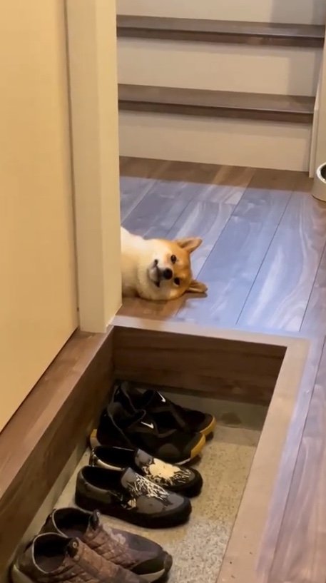 提供：柴犬はらみさん