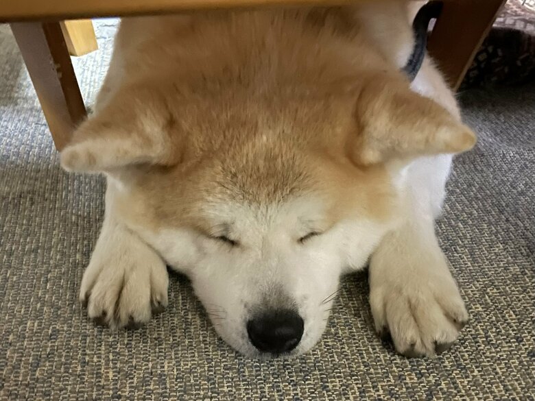 提供：秋田犬 五元(イモト)さん