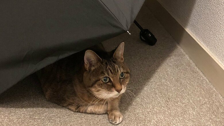 日陰で休むことも