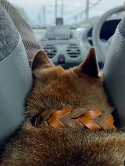 挟まるフクちゃんの後ろ姿がこちら